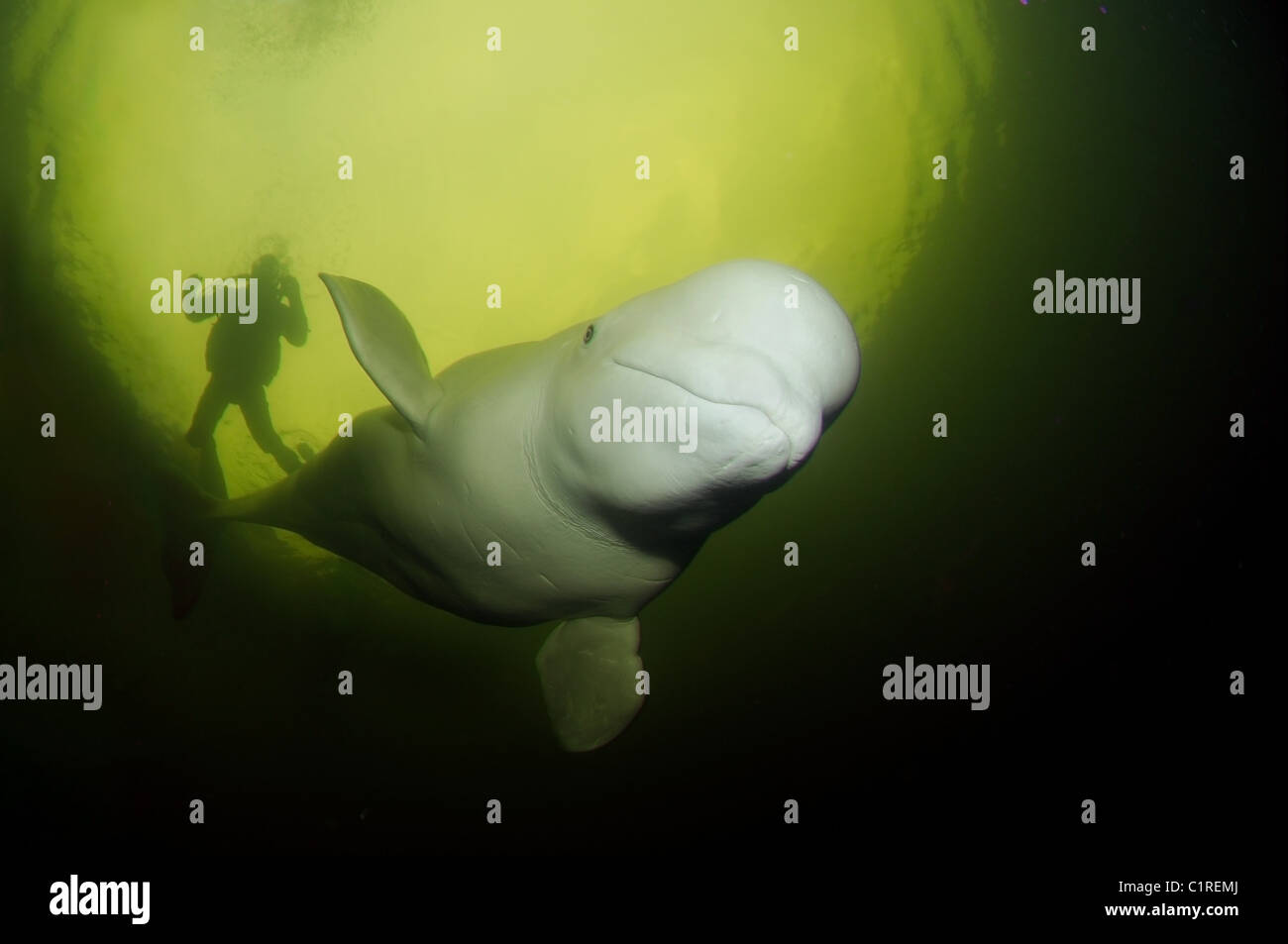 Scuba diver with two Belugas swim under water. White whale