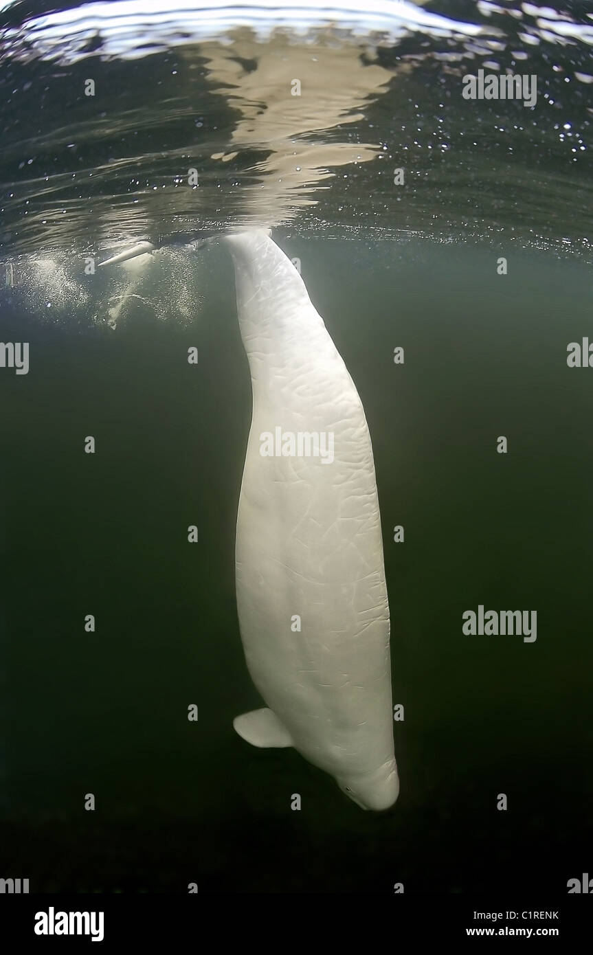 Beluga, white whale (Delphinapterus leucas) Arctic, Russia, Kareliya, White sea Stock Photo