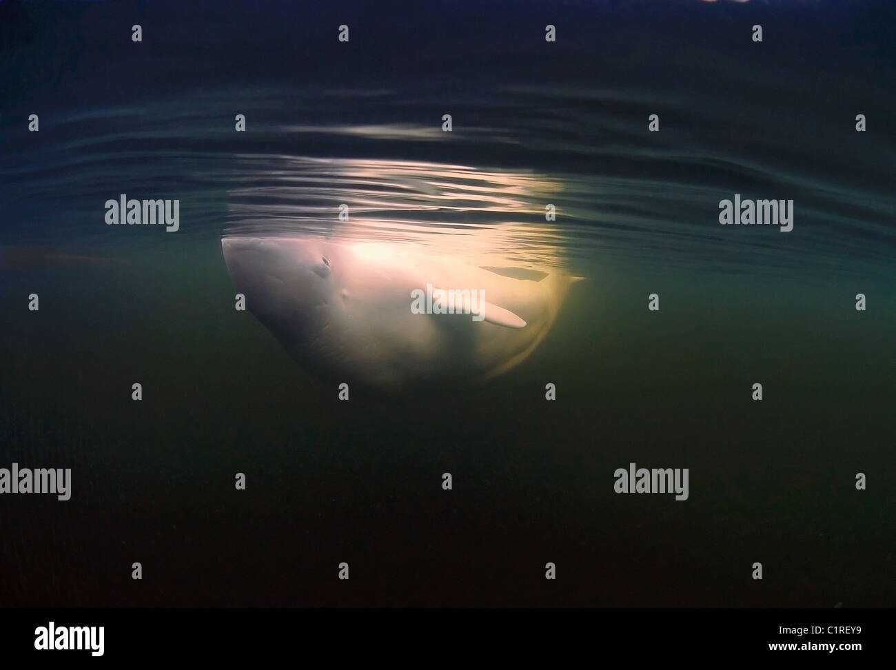 Beluga, white whale (Delphinapterus leucas) Arctic, Russia, Kareliya, White sea Stock Photo