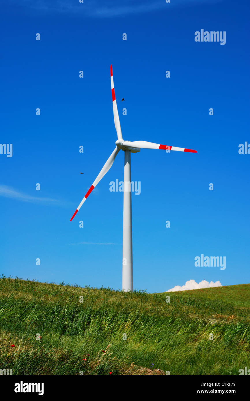 Single wind turbine in green meadow with two birds flying round it Stock Photo