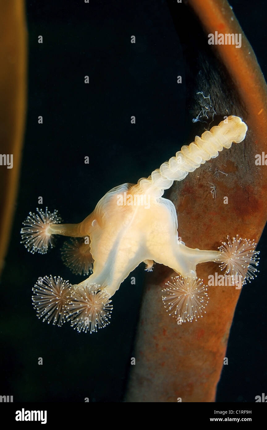 Stalked jellyfish (Lucernaria quadricornis), Arctic, Russia, Kareliya, White sea Stock Photo