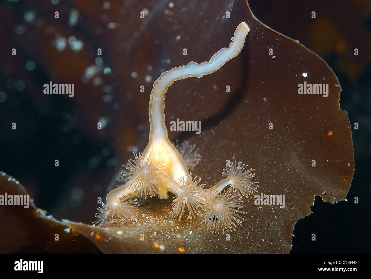 Stalked jellyfish (Lucernaria quadricornis), Arctic, Russia, Kareliya, White sea Stock Photo