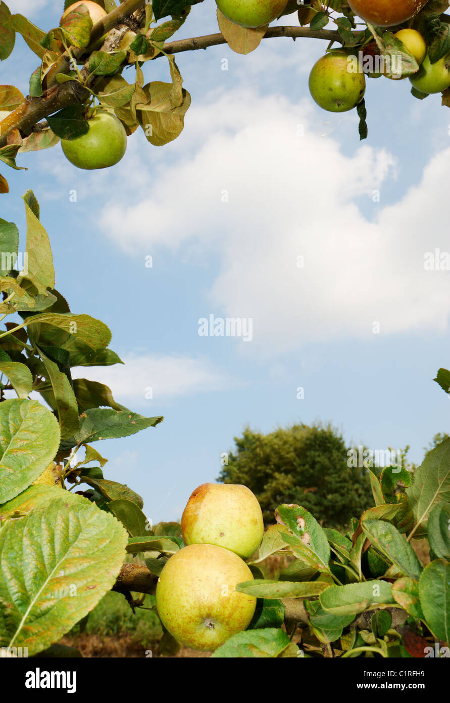 Natural frame created by apple tree branches with sky background Stock Photo