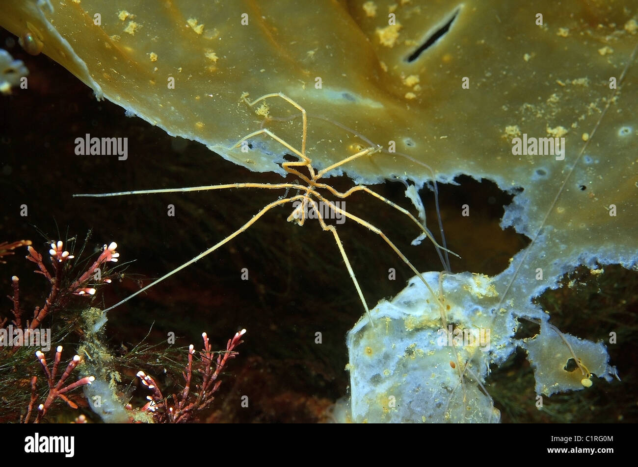 Sea spider (Nymphon longitarse), Arctic, Russia, Kareliya, White sea Stock Photo