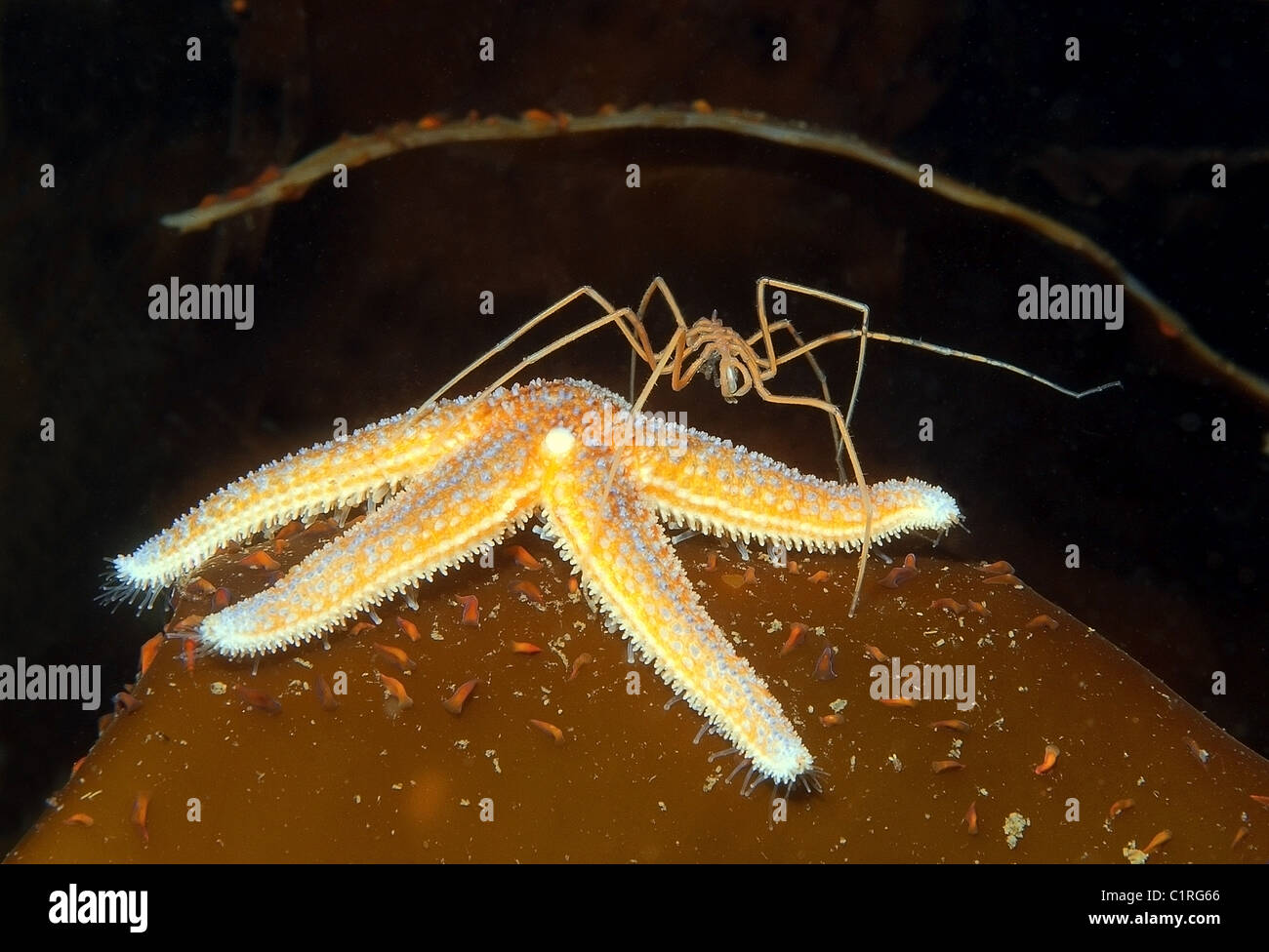 Sea spider (Nymphon longitarse),and Red starfish (Asterias rubens) Stock Photo