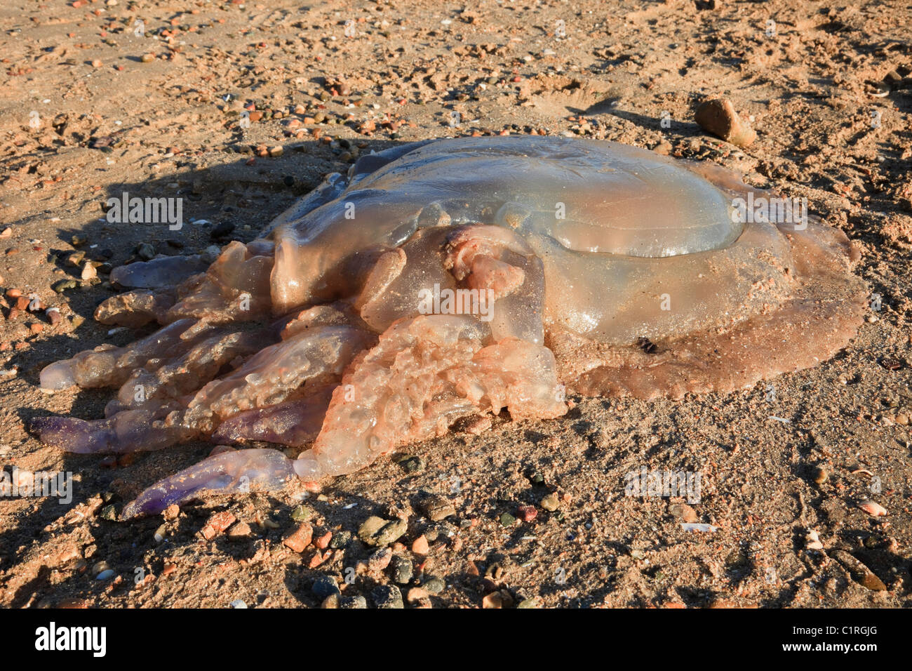 North Wales, UK. Dead Barrel Jellyfish (Rhizostoma octopus) (Rhizostoma pulmo) washed ashore on the beach Stock Photo
