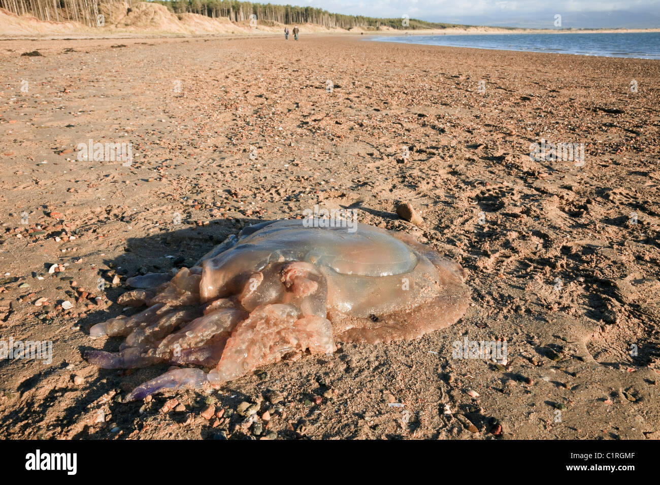 Anglesey, North Wales, UK. Dead Barrel Jellyfish (Rhizostoma octopus) (Rhizostoma pulmo) washed ashore on Llanddwyn beach Stock Photo