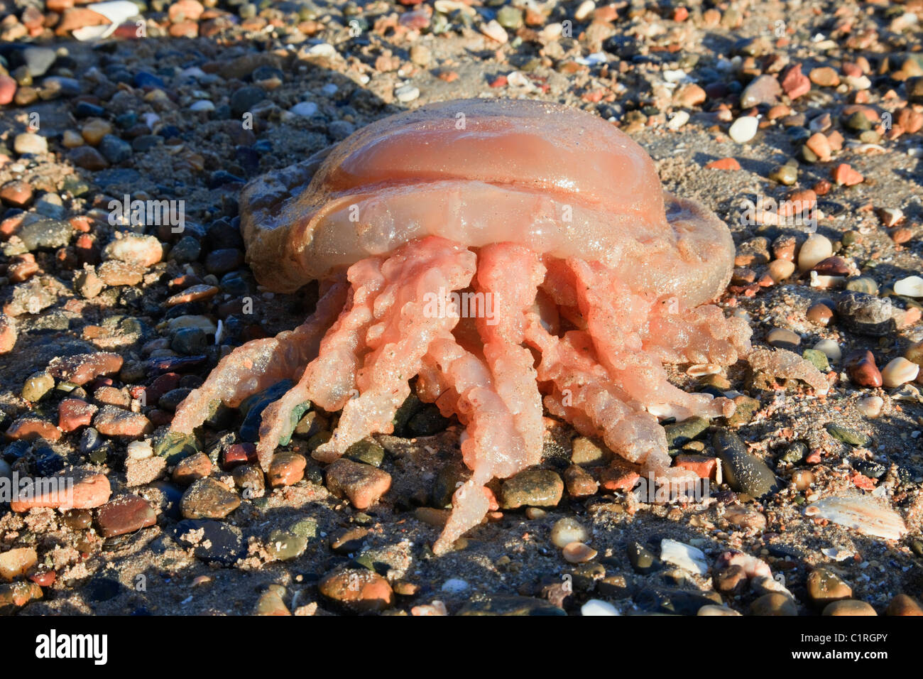North Wales, UK. Dead Barrel Jellyfish (Rhizostoma octopus) (Rhizostoma pulmo) washed ashore on the seashore Stock Photo