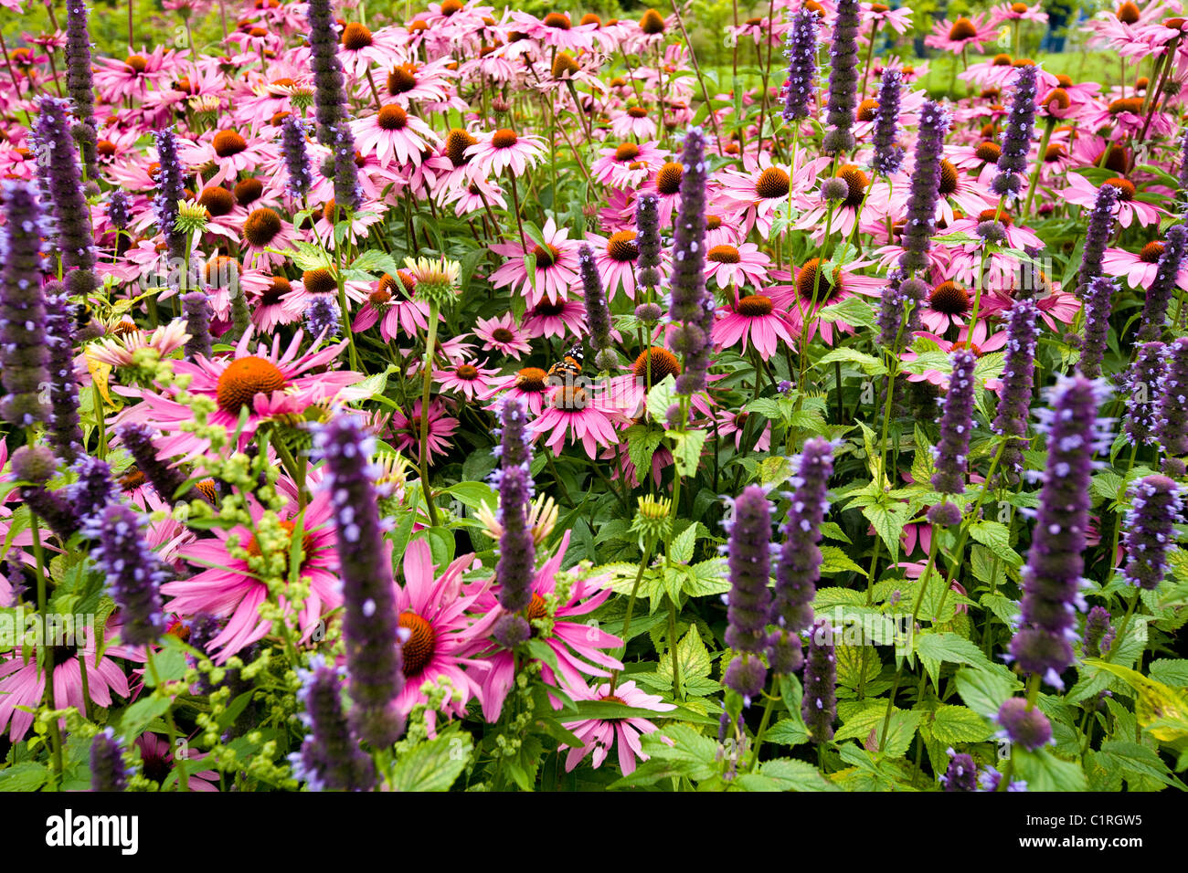 Herbaceous mixed border / borders mainly with echinacea purpurea magnus flowers / flower. Coneflower. Wisley gardens,  Surrey. UK. Stock Photo