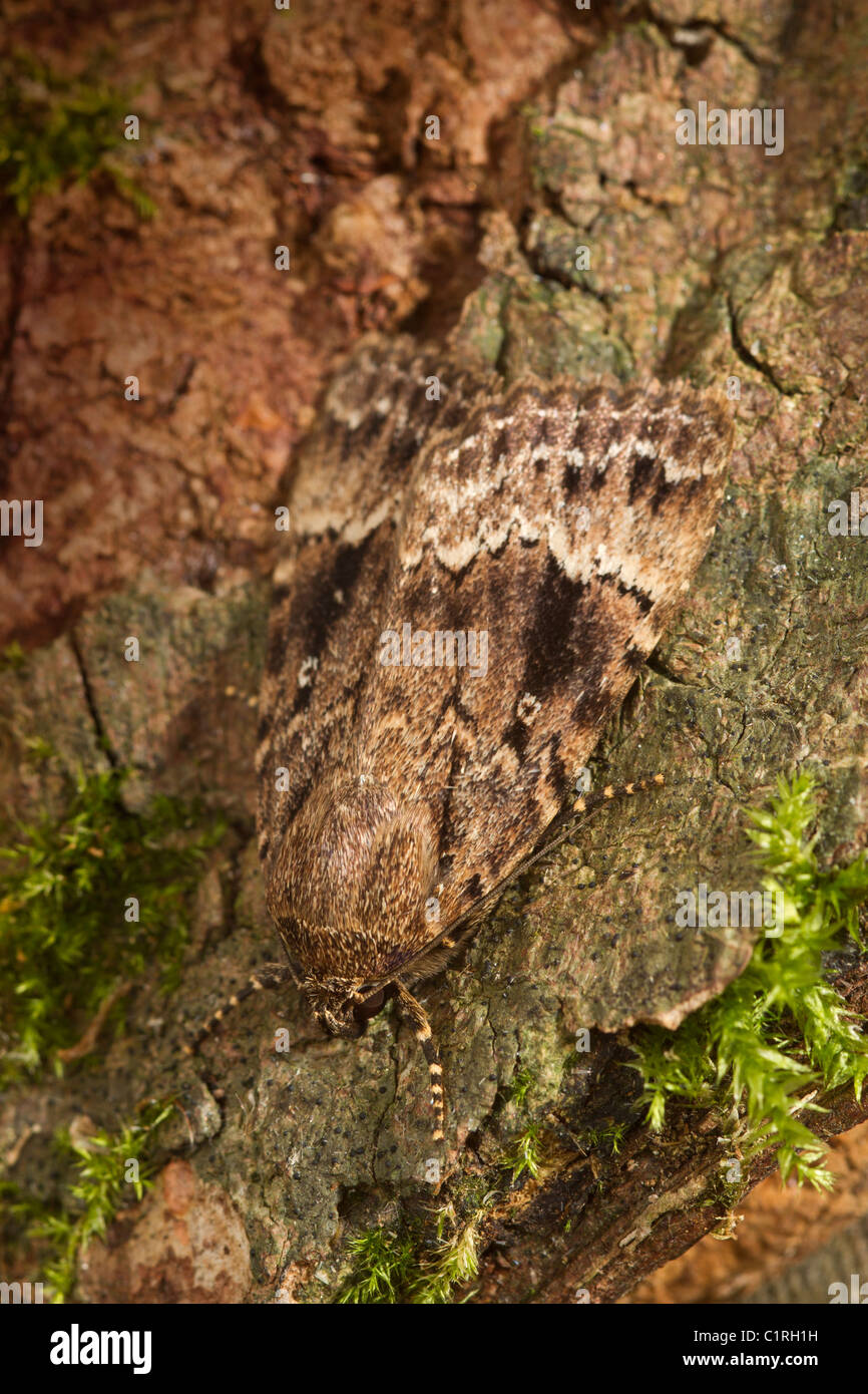 Copper Underwing (Amphipyra pyramidea) Stock Photo