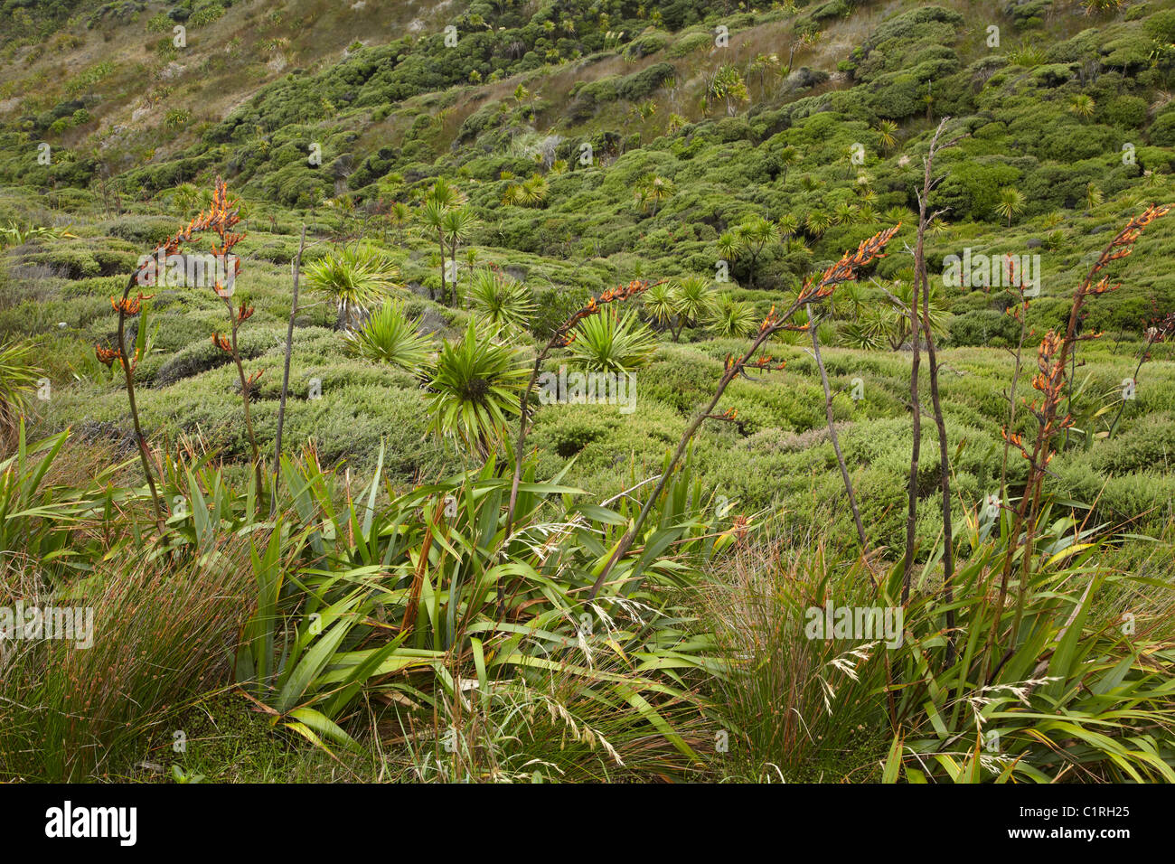 Flax, cabbage trees and native bush, Cape Reinga, Far North, Northland