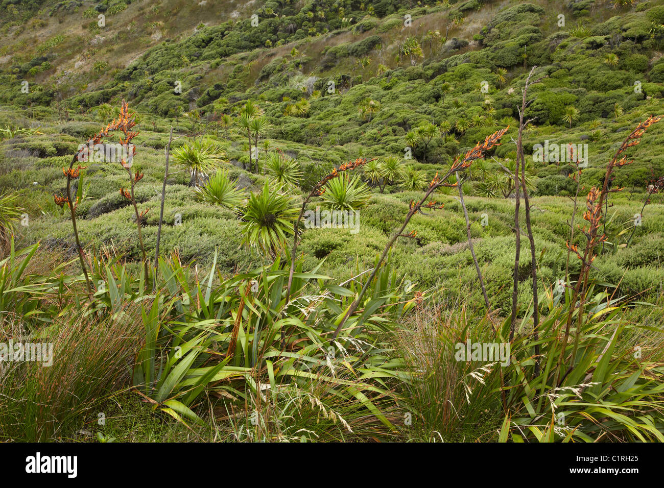 Flax, cabbage trees and native bush, Cape Reinga, Far North, Northland, North Island, New Zealand Stock Photo