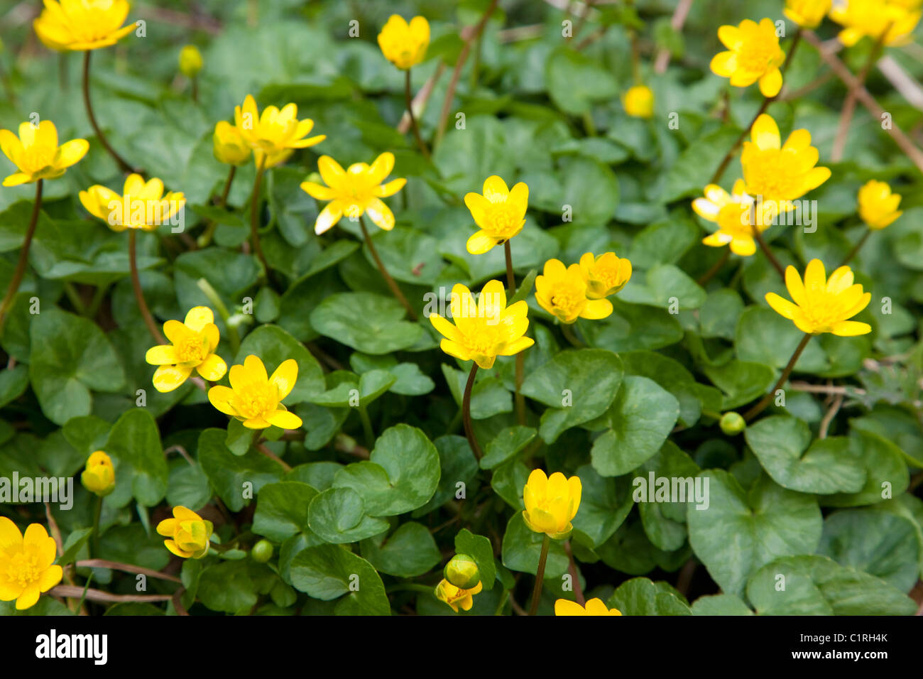 How To Get Rid Of Invasive Lesser Celandine (Fig Buttercup)