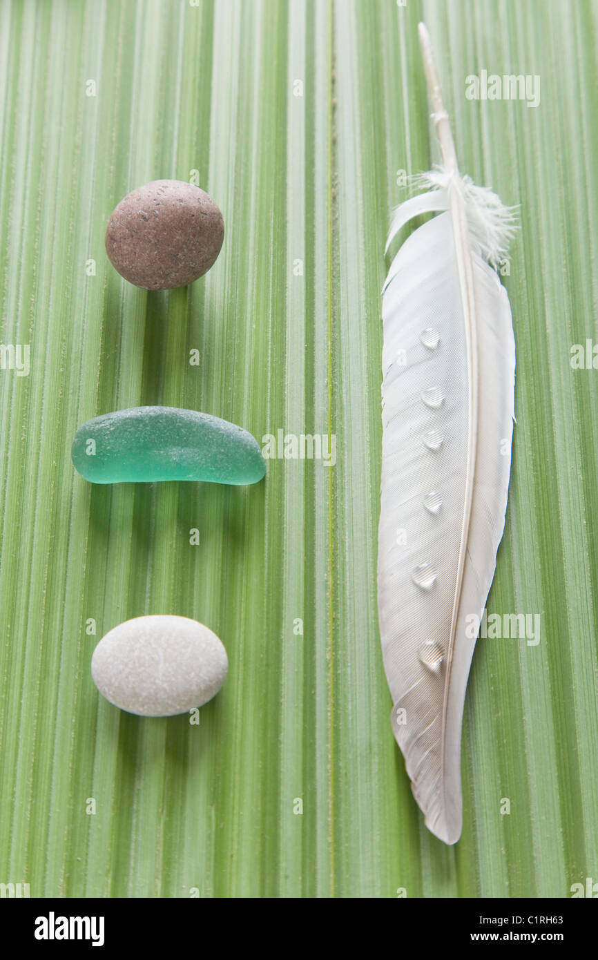 Natural objects on a palm tree leaf Stock Photo