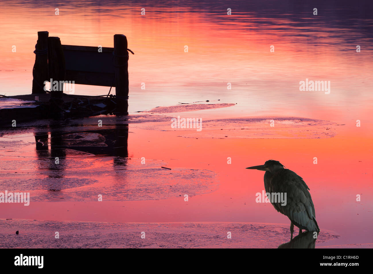 Waterhead in Ambleside on Lake Windermere, Lake District, UK, at sunset with ice on the lake, with a Grey Heron. Stock Photo