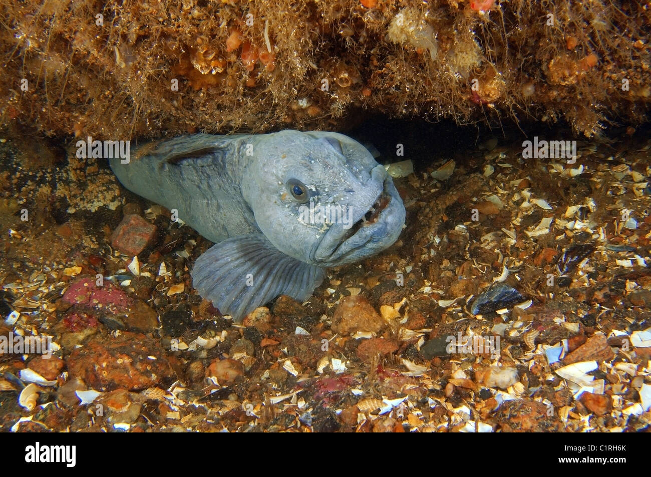 Wolf fish hi-res stock photography and images - Alamy