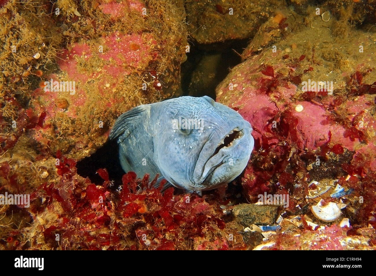 Atlantic wolffish, Atlantic Catfish, seawolf, ocean catfish, devil fish, wolf eel or Cat-fish (Anarhichas lupus) Stock Photo