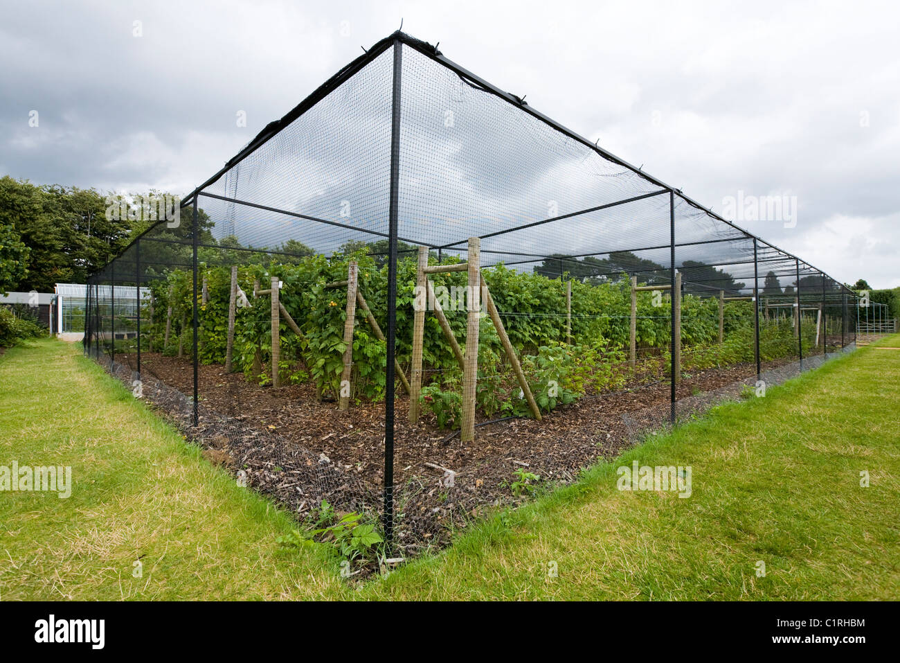 Protection cage around soft fruit trees & bushes. Wisley gardens / RHS / Royal Horticultural Society Headquarters in Surrey. UK. Stock Photo
