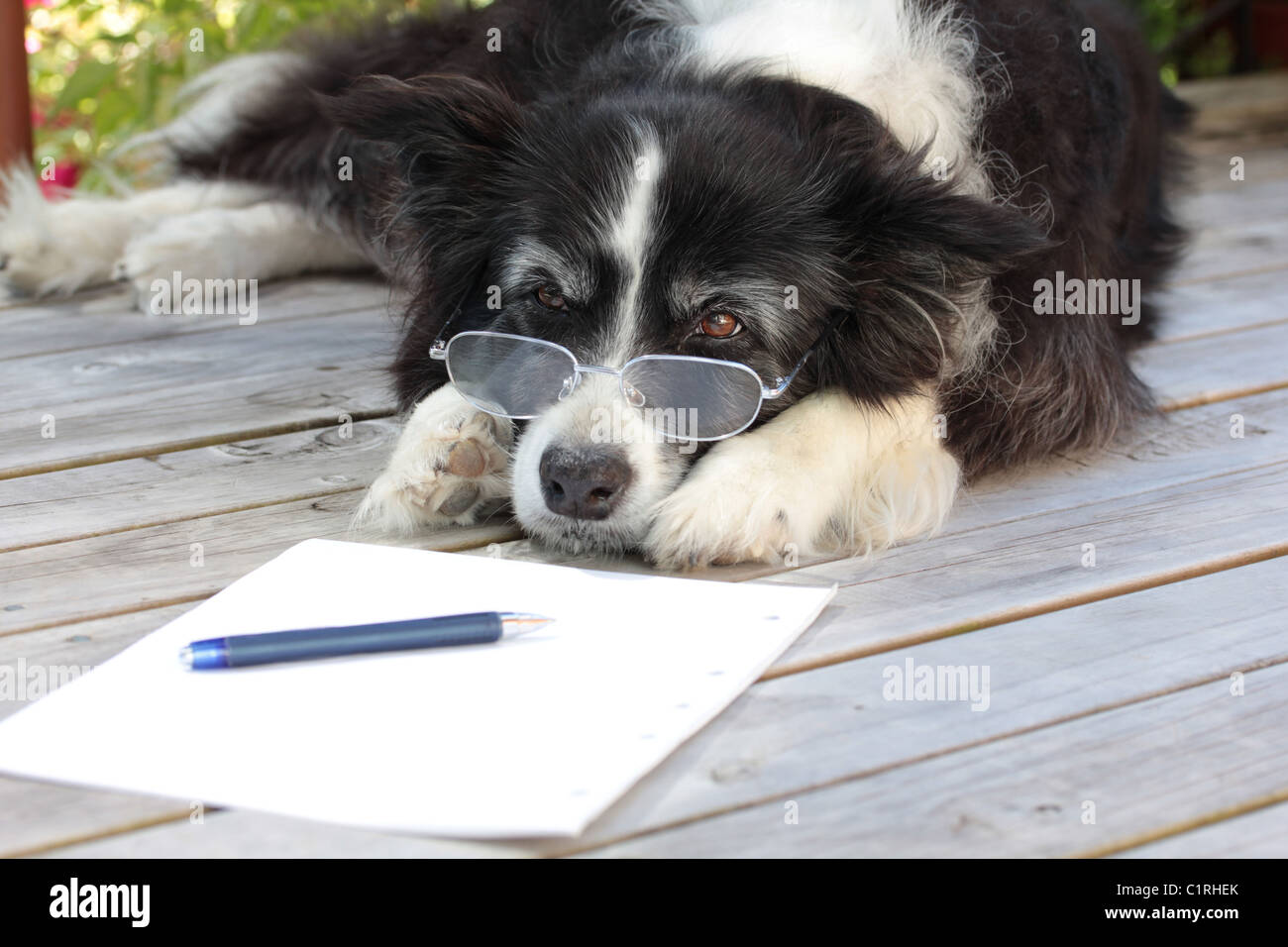 Elderly Retired Border Collie Dog Thinking About Writing a Novel Stock Photo