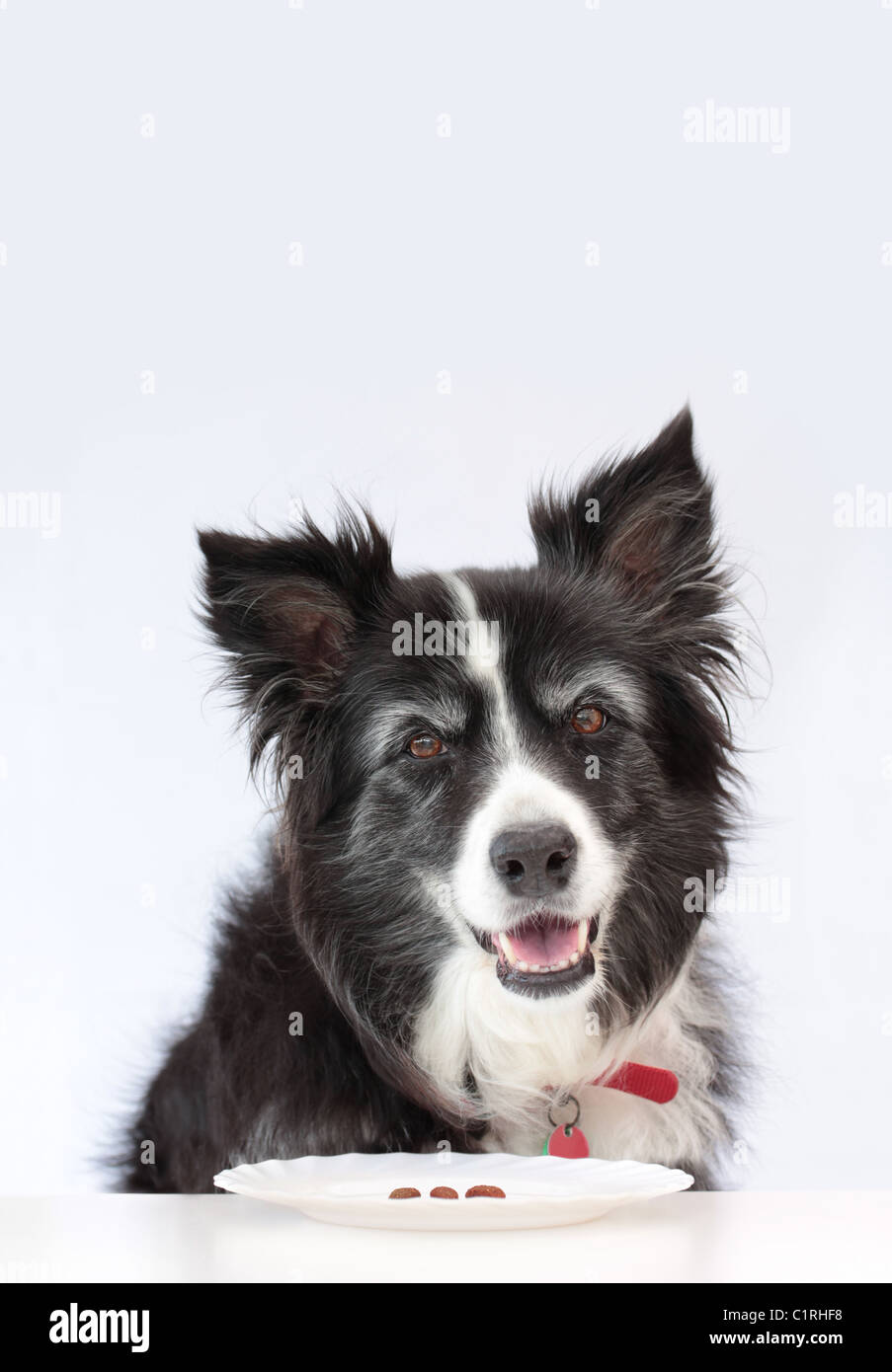 Dog Happy to be on a Diet Stock Photo