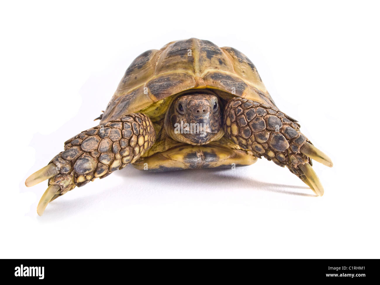 A photography of my pet Horsefield tortoise in my lightbox. Stock Photo