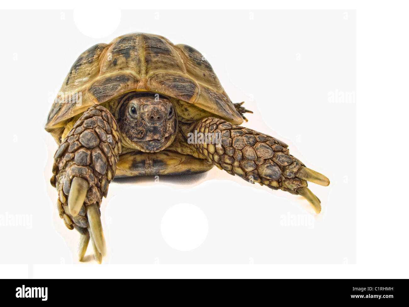 A photography of my pet Horsefield tortoise in my lightbox. Stock Photo