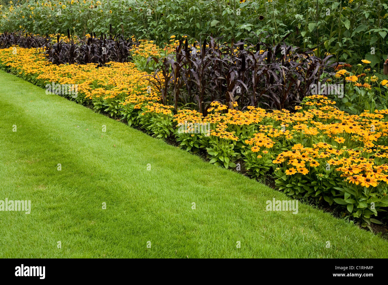 Herbaceous border / borders with coneflower / sullivantii Goldsturm