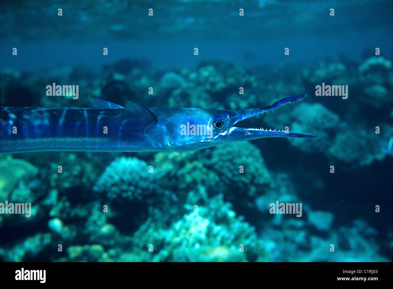 Reef Needlefish (Strongylura incisa) and cleanerfish (Labroides dimidiatus), Red sea, Egypt Stock Photo
