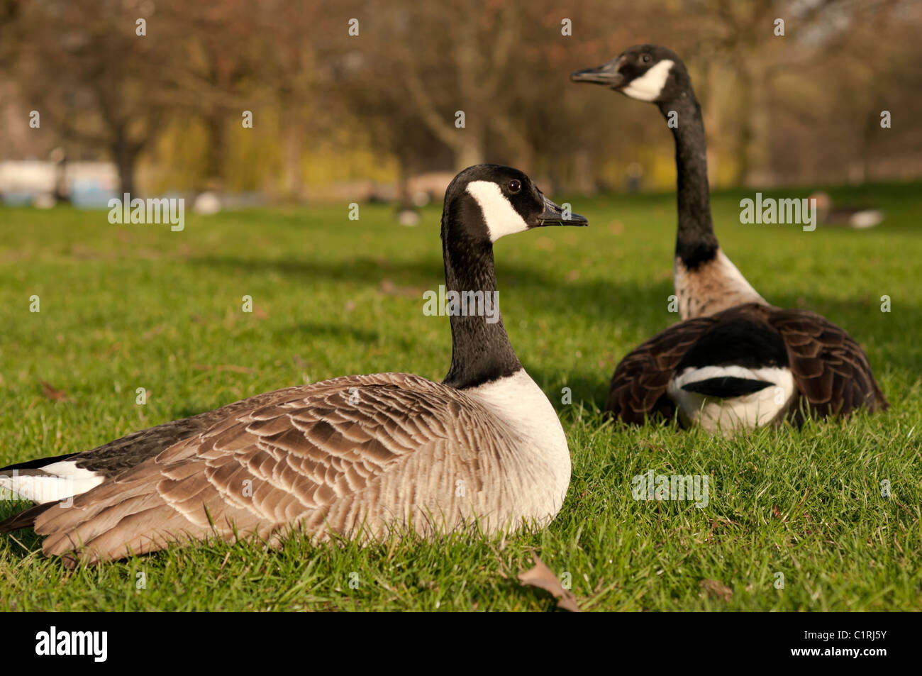 Canada goose en londres sales
