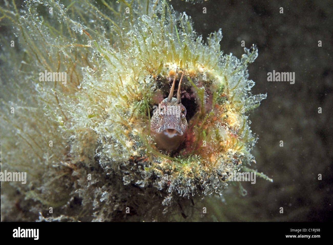 Tentacled blenny, Fringhead blenny or Horned blenny (Parablennius ...