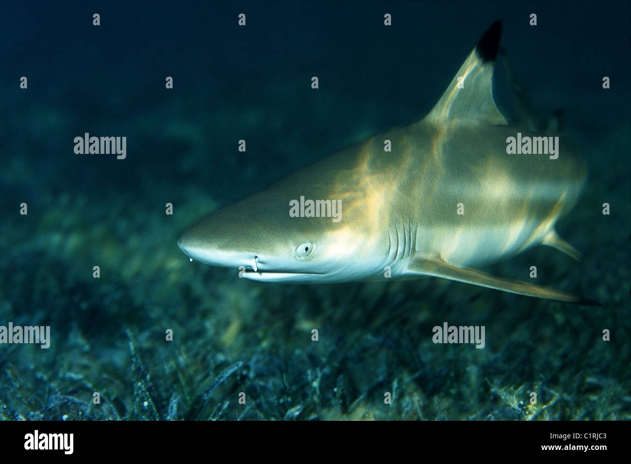 Grey reef shark (Carcharhinus amblyrhynchos), Red sea, Egipt Stock Photo