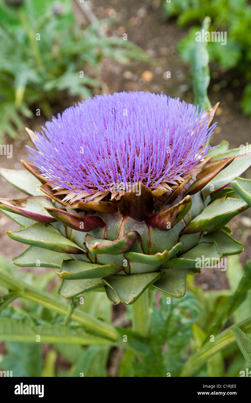 Globe Artichoke (Cynara cardunculus) globes / flower / flowers
