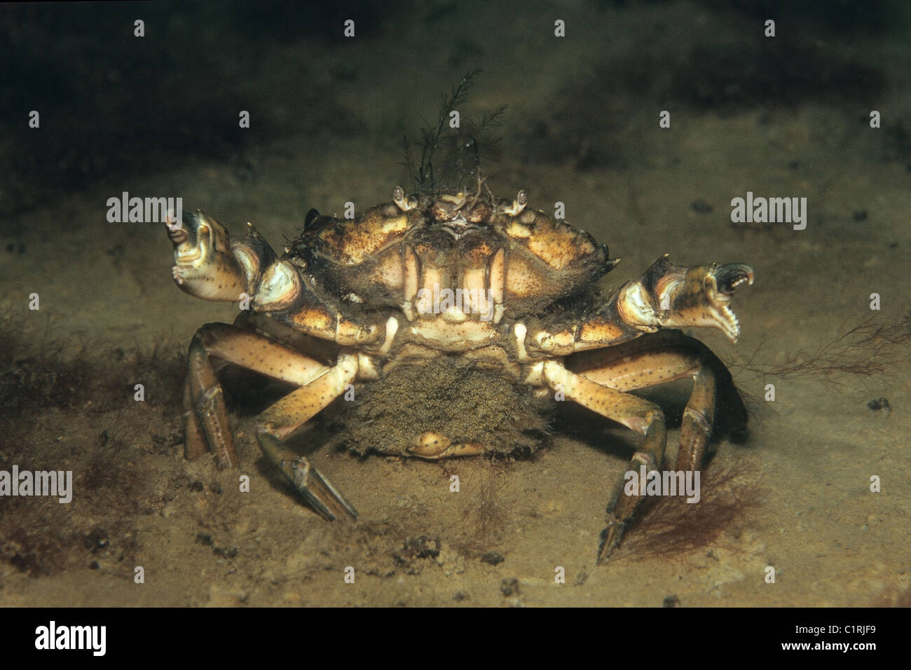 mating Green Crabs or littoral crab (Carcinus aestuarii), Black Sea