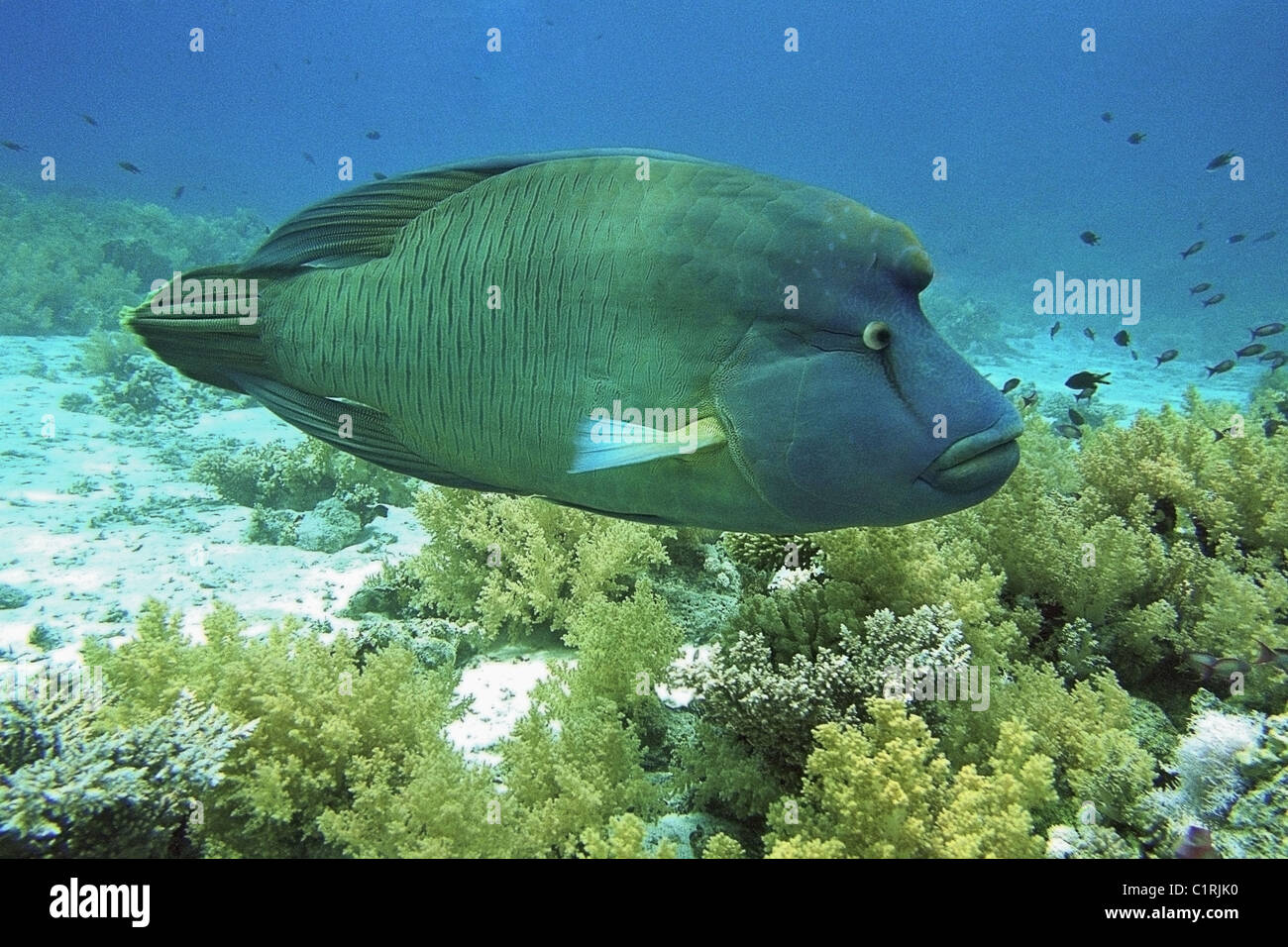 Napoleonfish, Double-headed parrot-fish, Giant maori wrasse, Humphead maori wrasse (Cheilinus undulatus), Red sea, Egypt Stock Photo