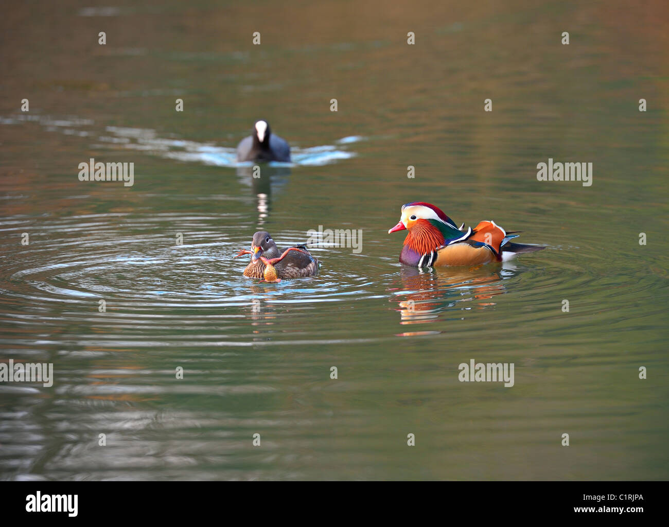 Pair of Mandarin ducks. The female is eating a frog. A coot approaches
