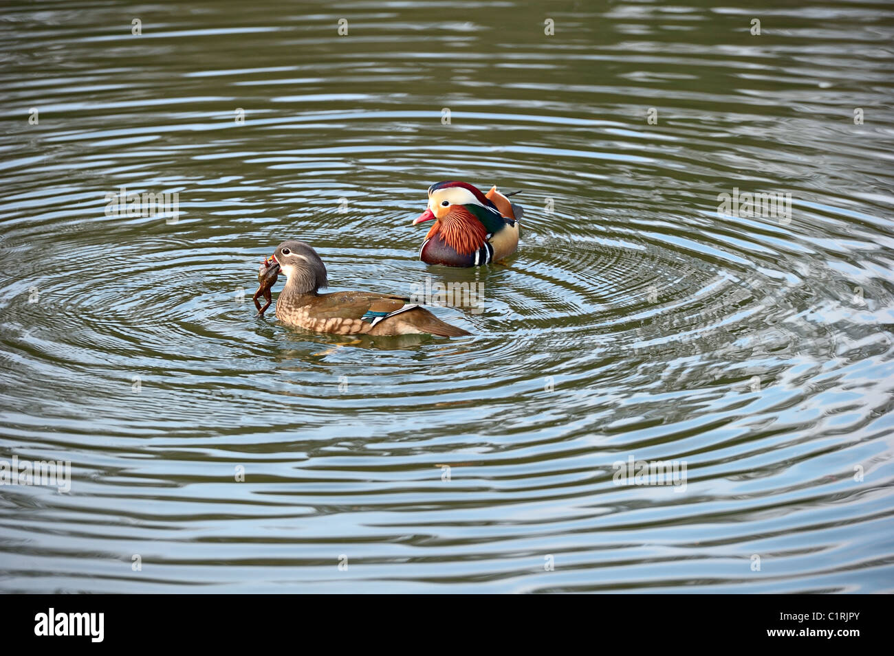 Pair of Mandarin ducks. Te female is supplementing her diet with a frog