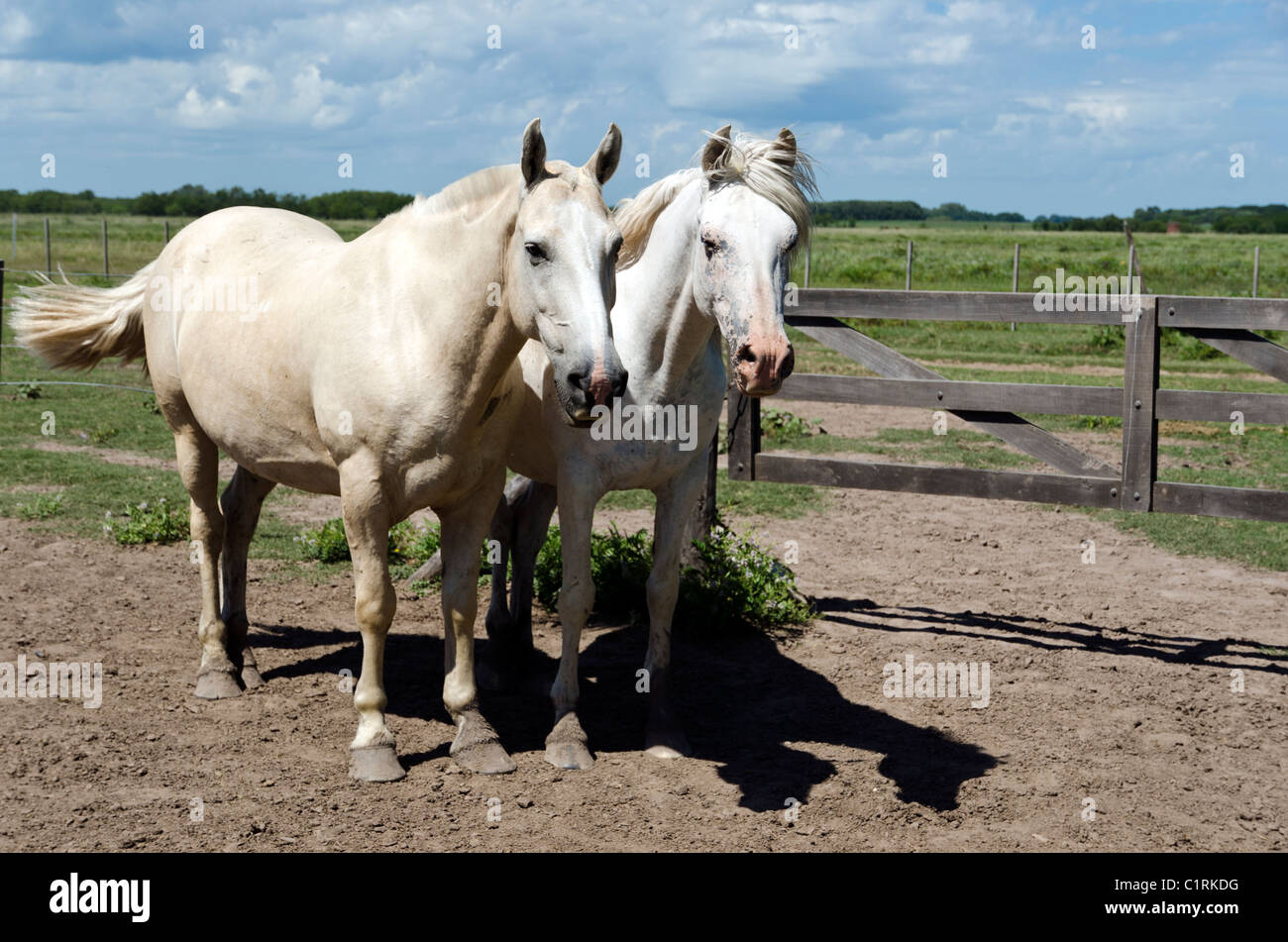 White horses at La Bamba ranch in San Antonio de Areco, province of Buenos Aires, Argentina Stock Photo