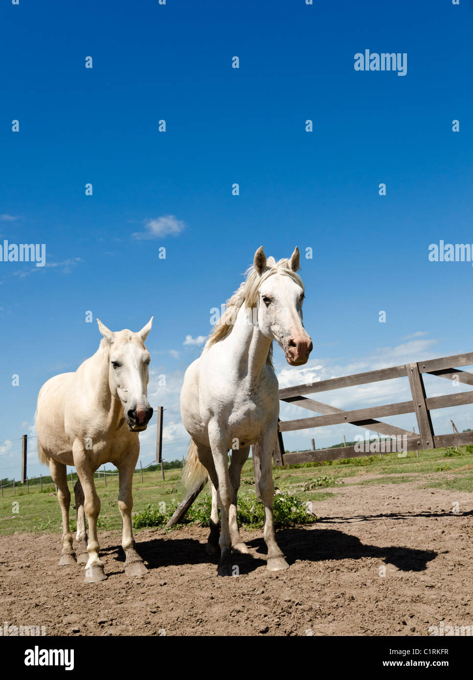 White horses at La Bamba ranch in San Antonio de Areco, province of Buenos Aires, Argentina Stock Photo