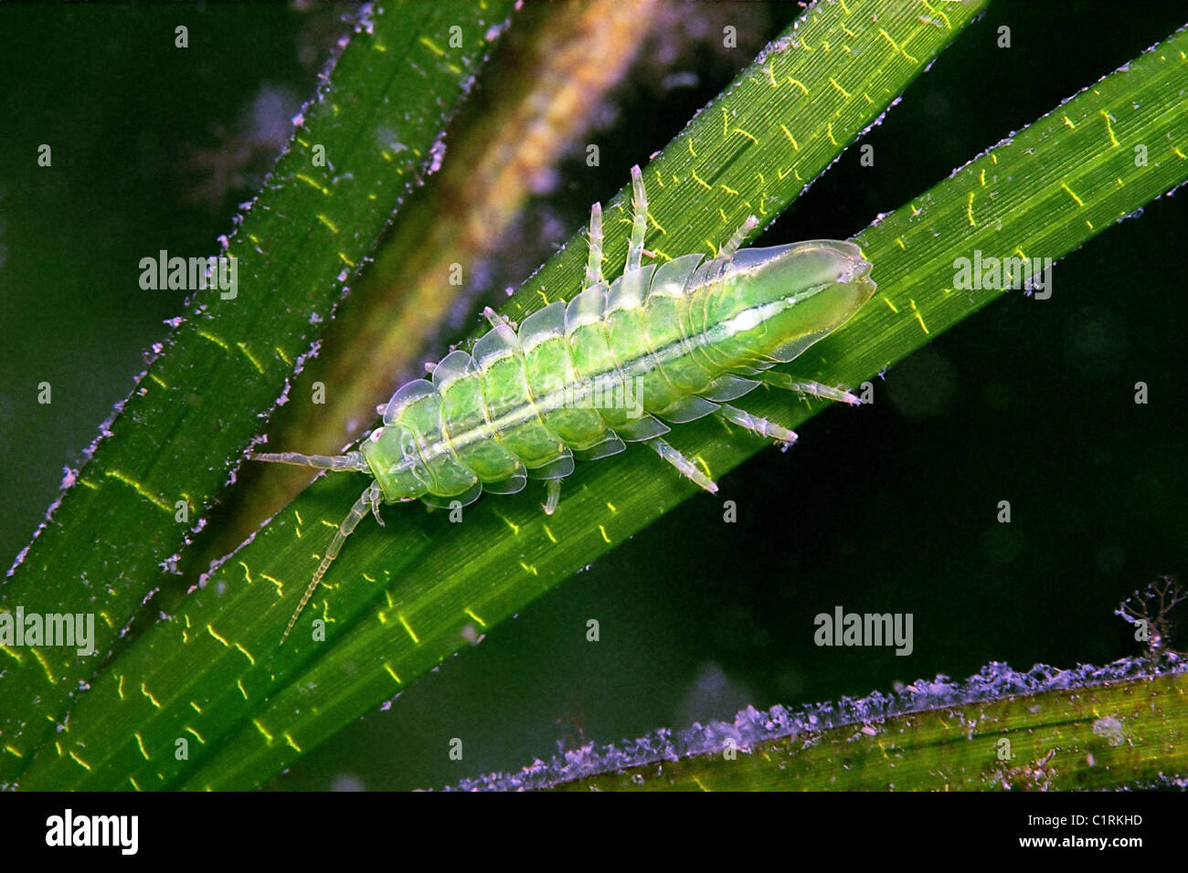 Baltic Isopod (Idotea baltica) on Grasswrack (Zostera marina), Black sea, Ukraine Stock Photo