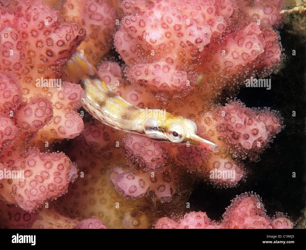 Schultz's pipefish (Corythoichthys schultzi), Red sea, Egipt Stock Photo
