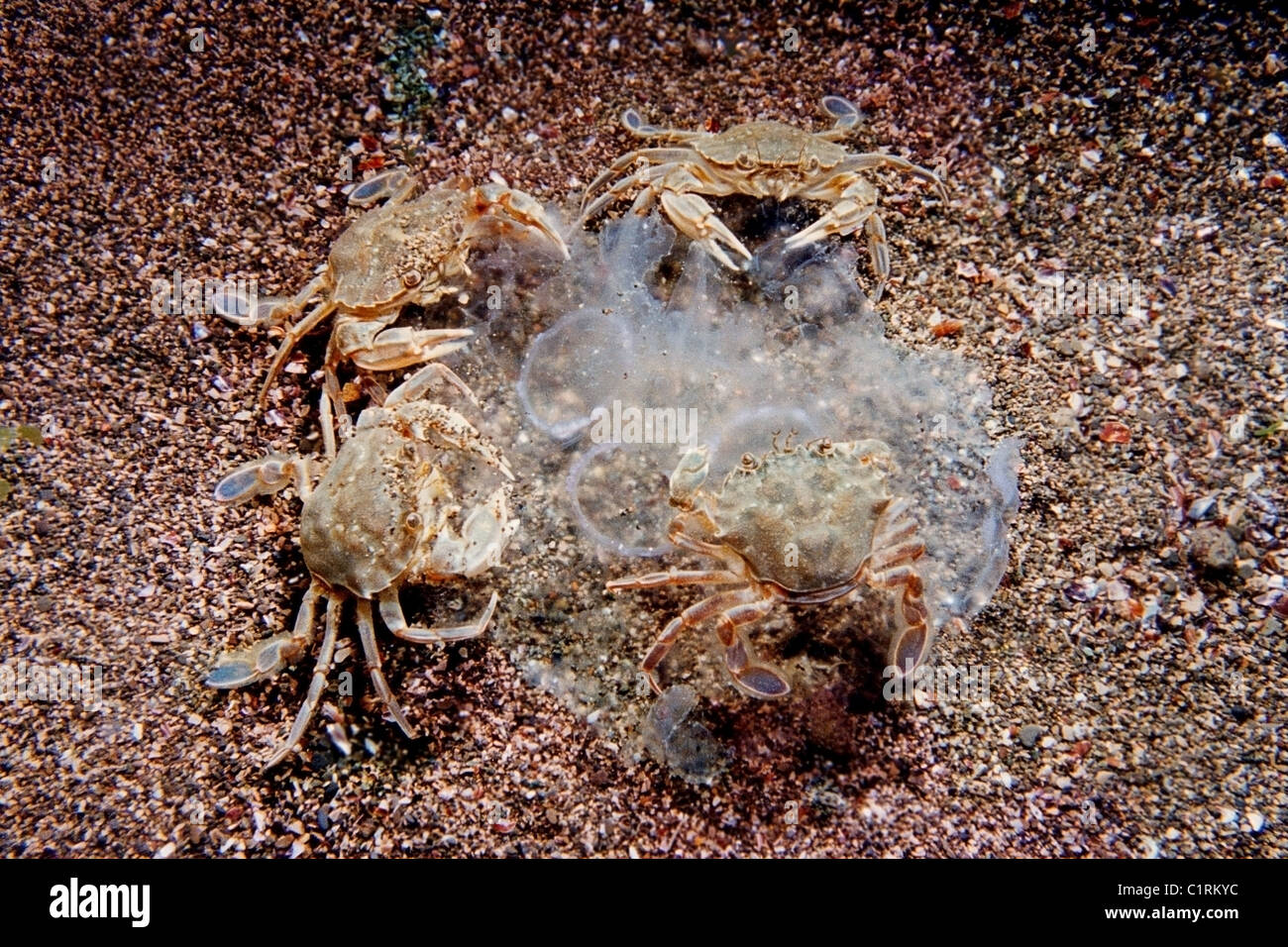 Jellyfish cancer hires stock photography and images Alamy
