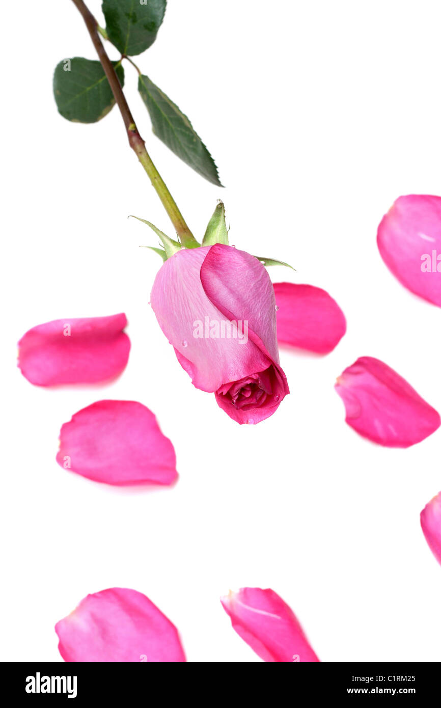 Rose, petal of the rose on white background Stock Photo Alamy
