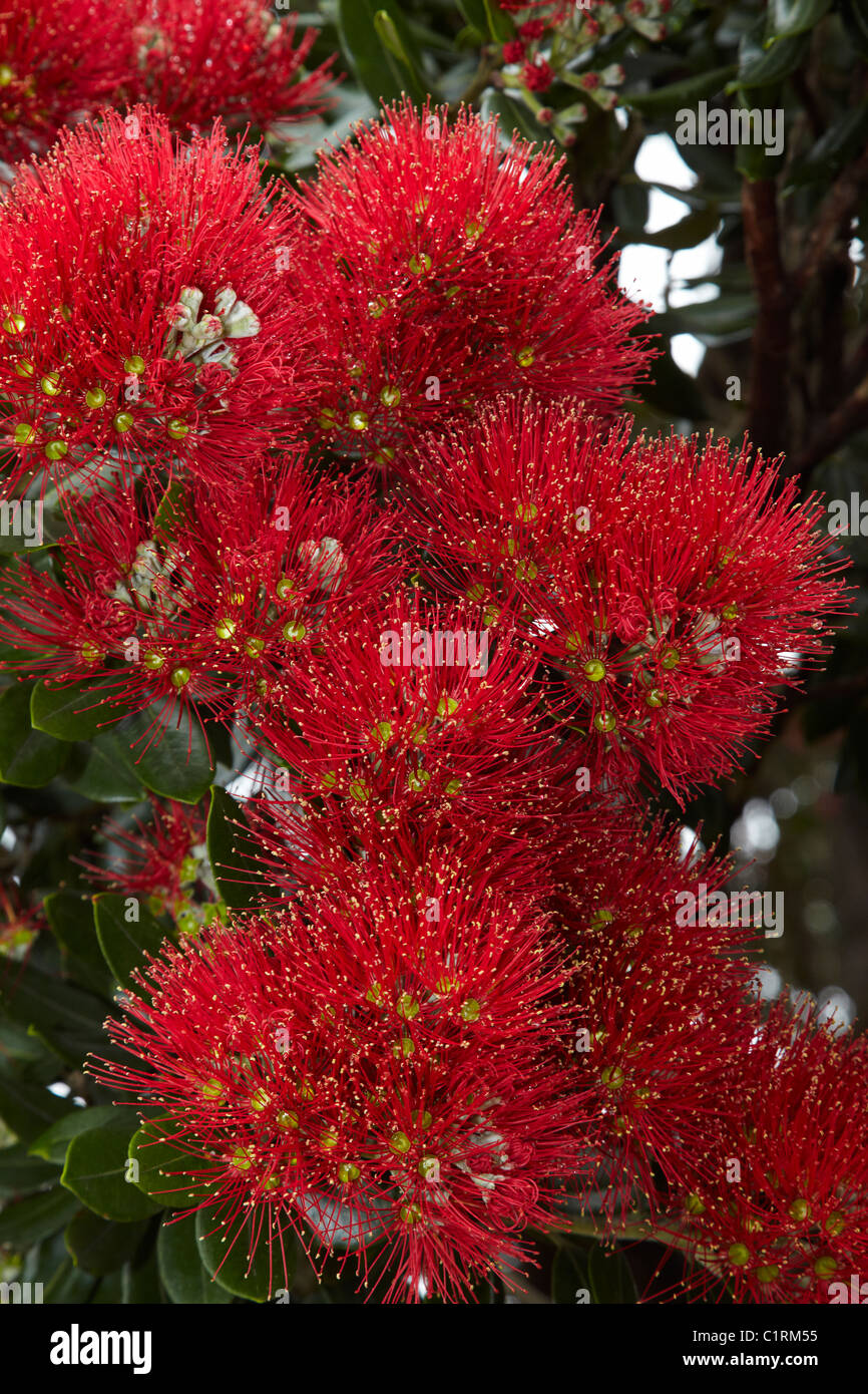 Pohutakawas hires stock photography and images Alamy