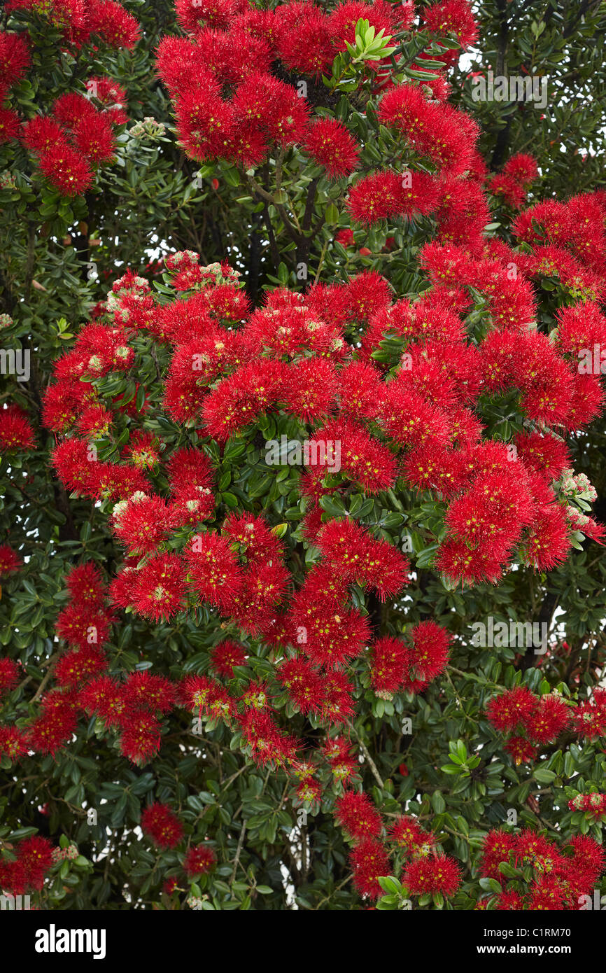 Kiwiana hires stock photography and images Alamy