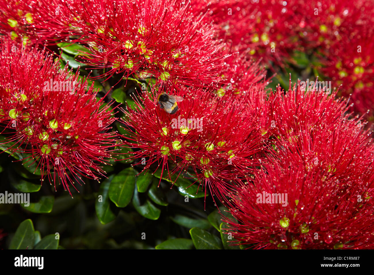 Kiwiana hires stock photography and images Alamy