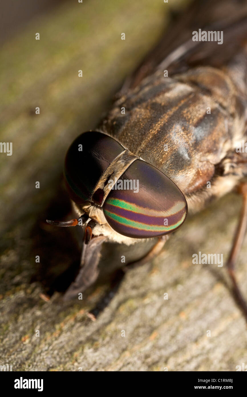 Horsefly (Tabanus sp.) Stock Photo