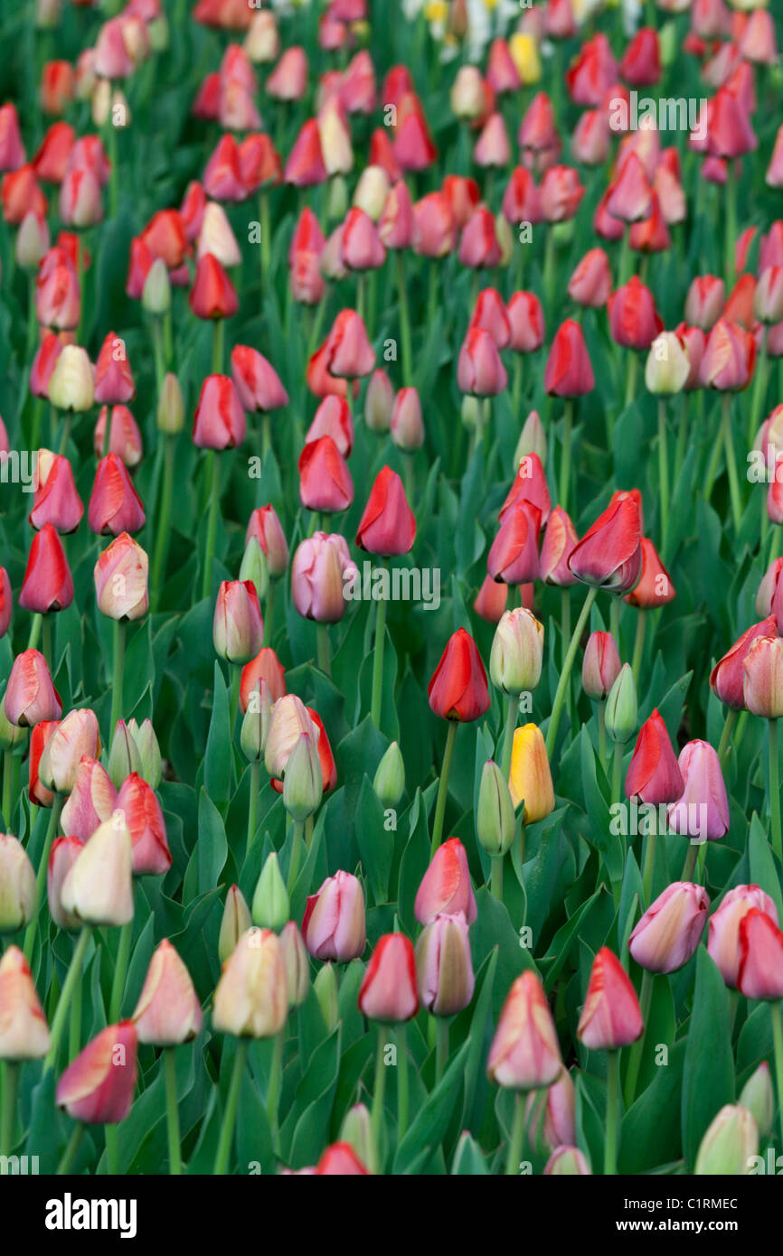 Colorful tulips on a field hi-res stock photography and images - Alamy