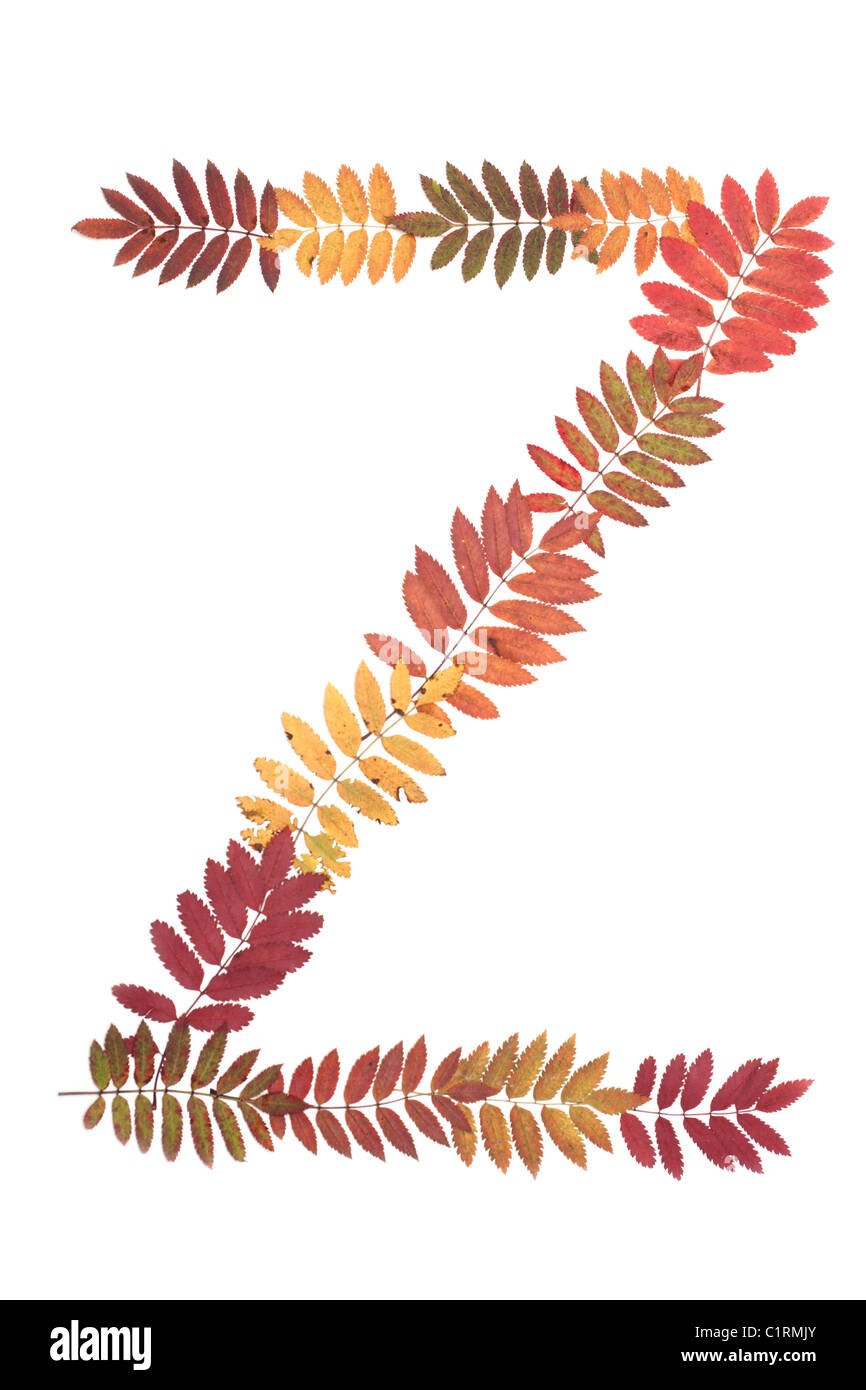 Letter of the alphabet Z put from sheet of rowanberry on white background Stock Photo