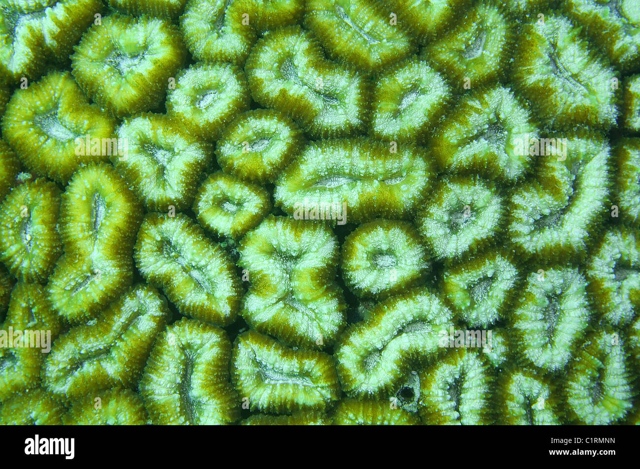 coral ( favites sp.), Malaysia, island Redang Stock Photo