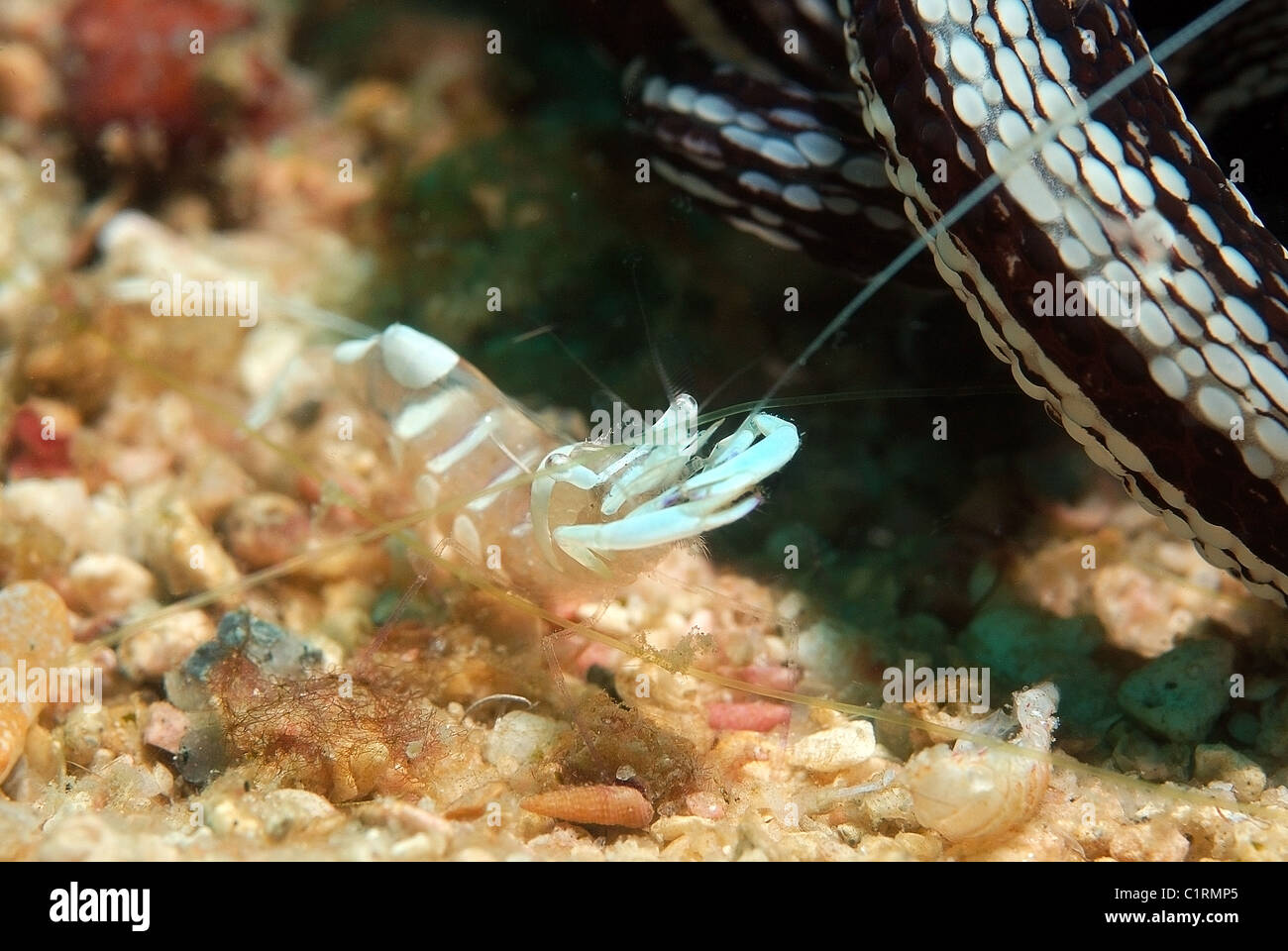 Magnificent shrimp (Periclimenes magnificus), Malaysia, island Redang Stock Photo